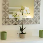 The Litlle Mermaid Amaliapoli